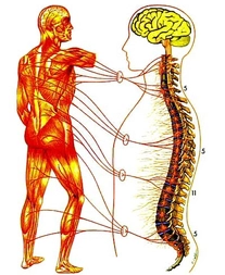 Chiropractic Tempe AZ Zone 5